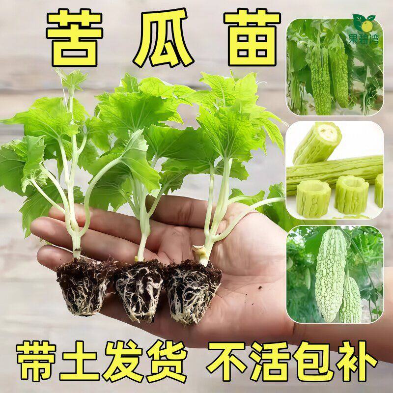 苦瓜秧苗长款绿苦瓜四季抗病耐寒苹果大苦瓜种子蔬菜爬藤山东寿光