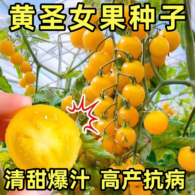 黄圣女果种子四季阳台盆栽脆甜蔬菜种子西红柿种籽高产樱桃小番茄