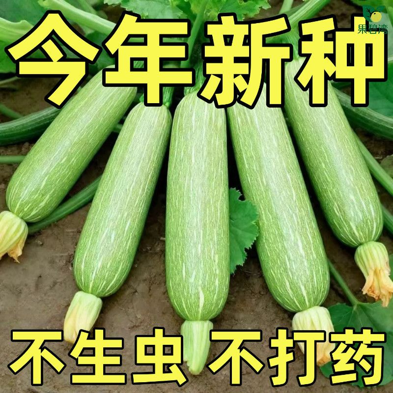 西葫芦种籽耐寒水果黄瓜种子丝瓜苗四季好养种植蔬菜苗角瓜菜种孑