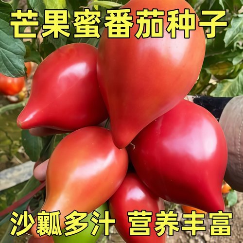 超甜芒果蜜番茄种子沙瓤西红柿四季种植阳台庭院盆栽秧苗蔬菜种籽