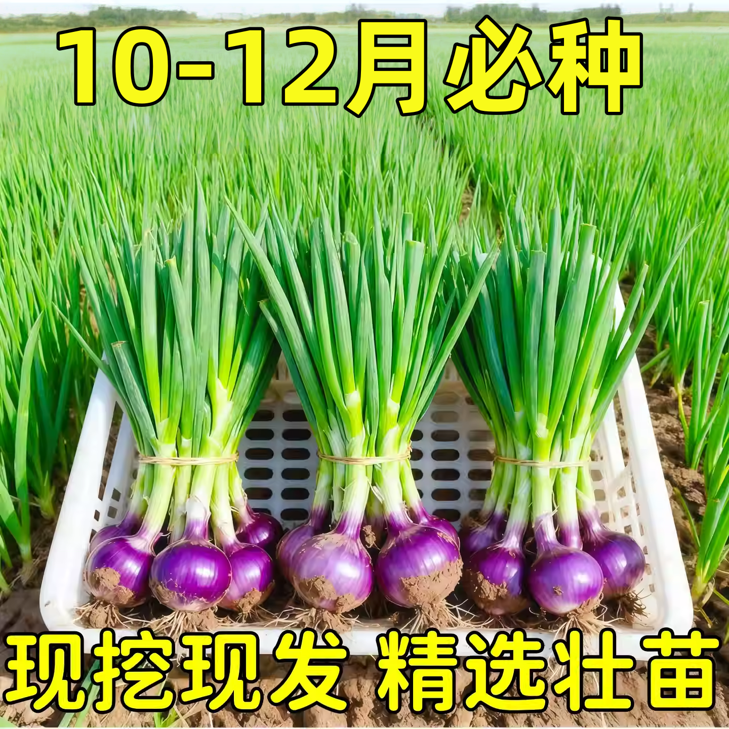 水果洋葱秧苗紫皮扁圆洋葱苗冬季种植蔬菜种苗阳台四季蔬菜苗批发