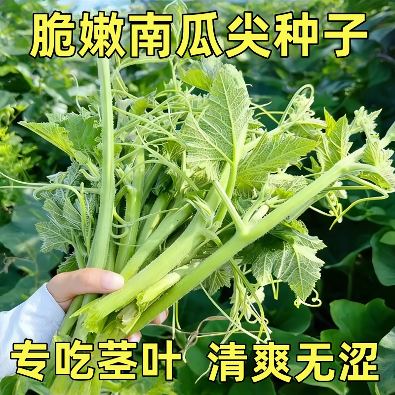 南瓜尖种子高产香甜藤茎棚室四季采收专吃南瓜苗嫩叶蔬菜种子