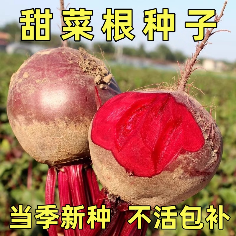 甜菜根种子四季大面积种植高产耐寒 紫菜头红菜头蔬菜种籽