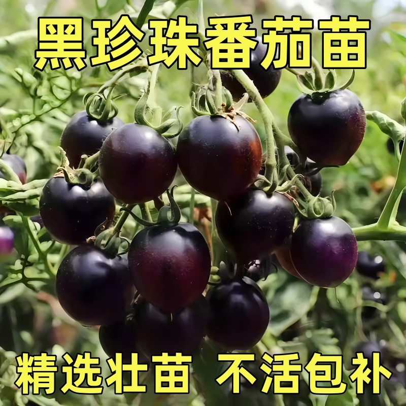黑珍珠番茄苗樱桃小番茄秧苗圣女果幼苗四季阳台盆栽水果西红柿苗