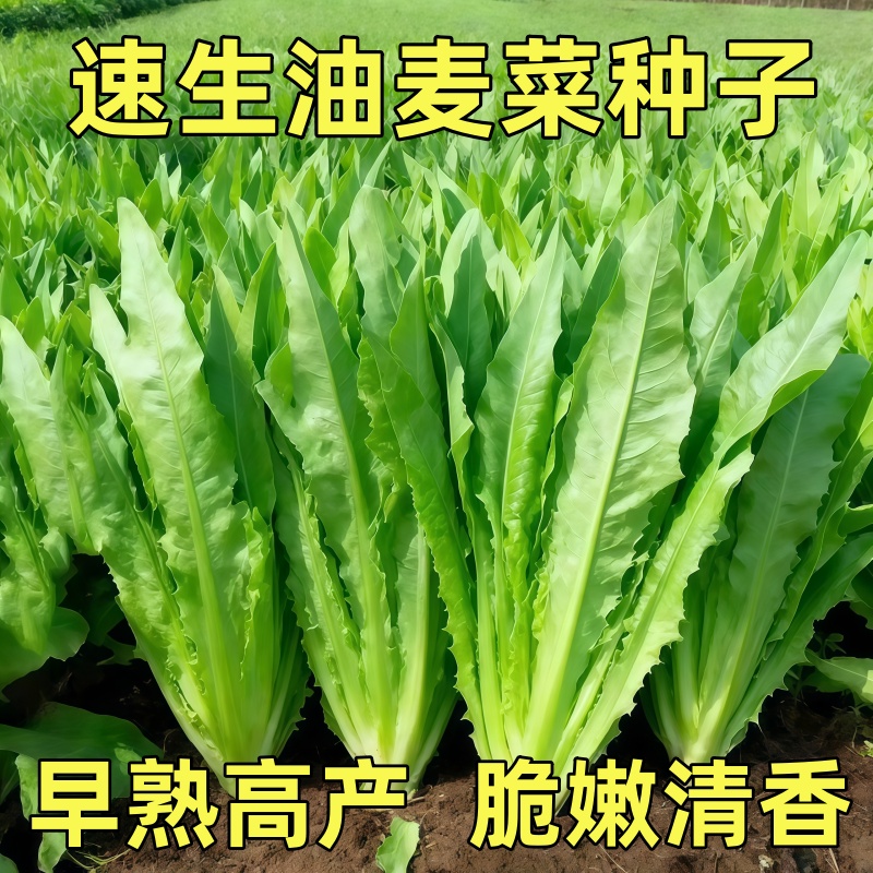 正宗油麦菜种子四季香油麦种子家庭菜园盆栽蔬菜种子正品春季香麦