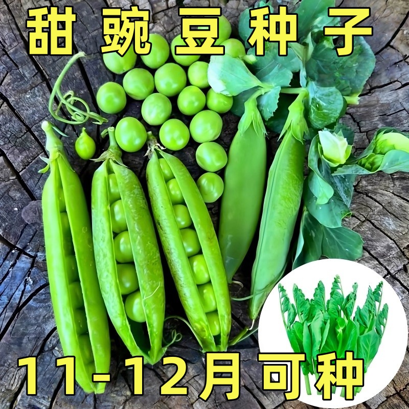 甜脆豌豆种子四季高产可生吃青豌豆苗尖种籽菜豌豆荷兰豆蔬菜种孑