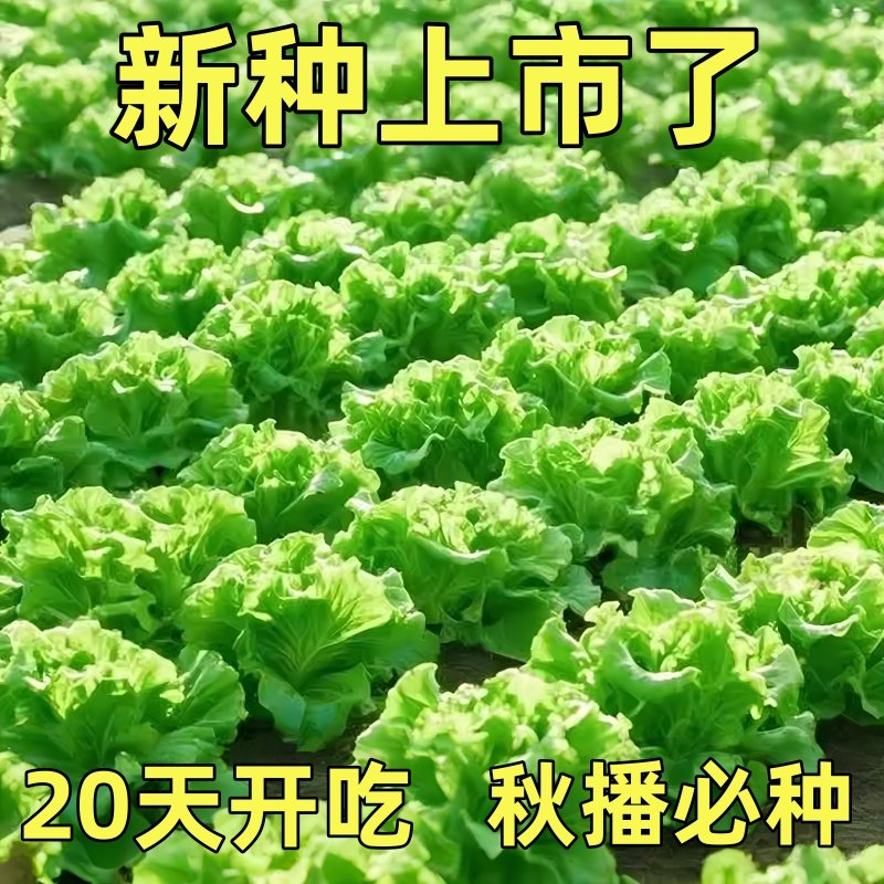 生菜种子意大利速生生菜种籽阳台盆栽大田四季可种高产蔬菜种子,鲜花速递/花卉仿真/绿植园艺,种苗/半成品盆栽,淘宝优惠券,粉丝福利购,淘宝优惠卷
