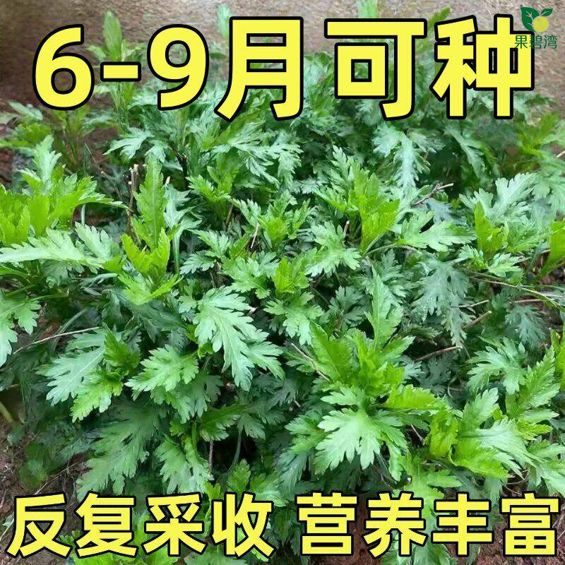 南京菊花脑种子菊花叶籽菊花涝蔬菜种孑多年生宿根多次采摘野菜