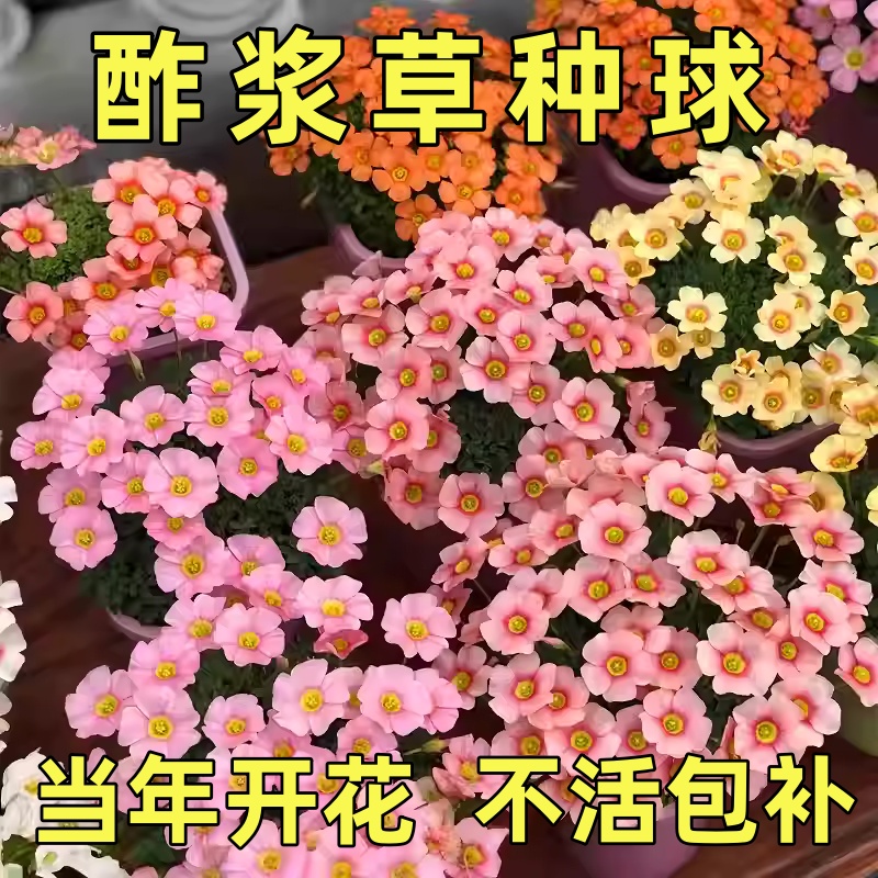 【耐寒耐热】酢浆草室内庭院花卉多年生植物阳台四季种植好养易活
