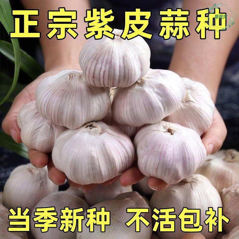 大蒜种子种籽紫皮宽叶蒜农家红根蒜苗种大蒜四季种植蒜苔盆栽蔬菜,鲜花速递/花卉仿真/绿植园艺,种苗/半成品盆栽,淘宝优惠券,粉丝福利购,淘宝优惠卷