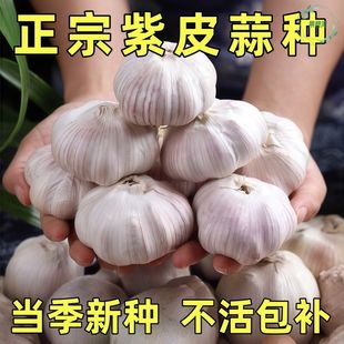 大蒜种子种籽紫皮宽叶蒜农家红根蒜苗种大蒜四季种植蒜苔盆栽蔬菜