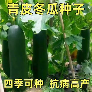 青皮特大冬瓜种籽高产广东炮弹巨型瓜果菜籽种春秋四季蔬菜种子