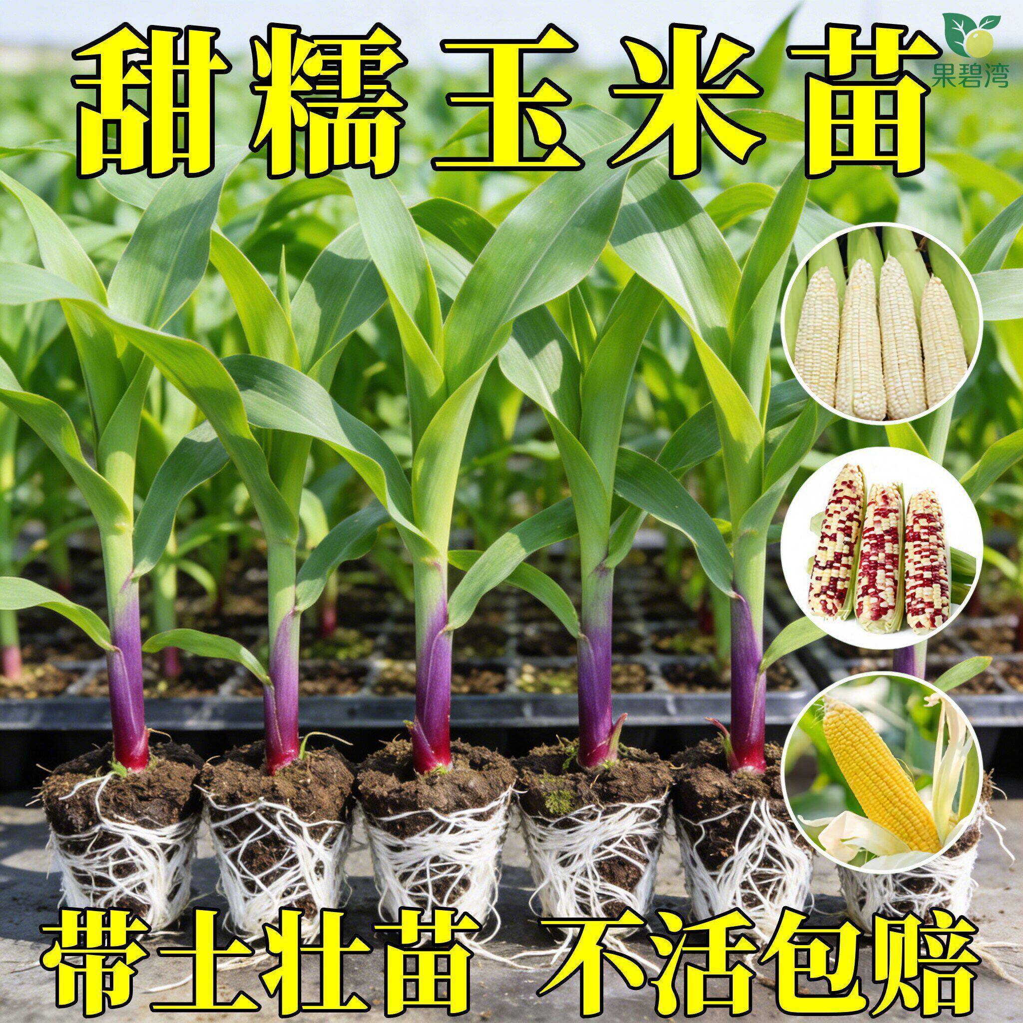 高产超甜早春玉米苗黑白糯甜水果玉米秧苗庭院阳台四季蔬菜苗种植