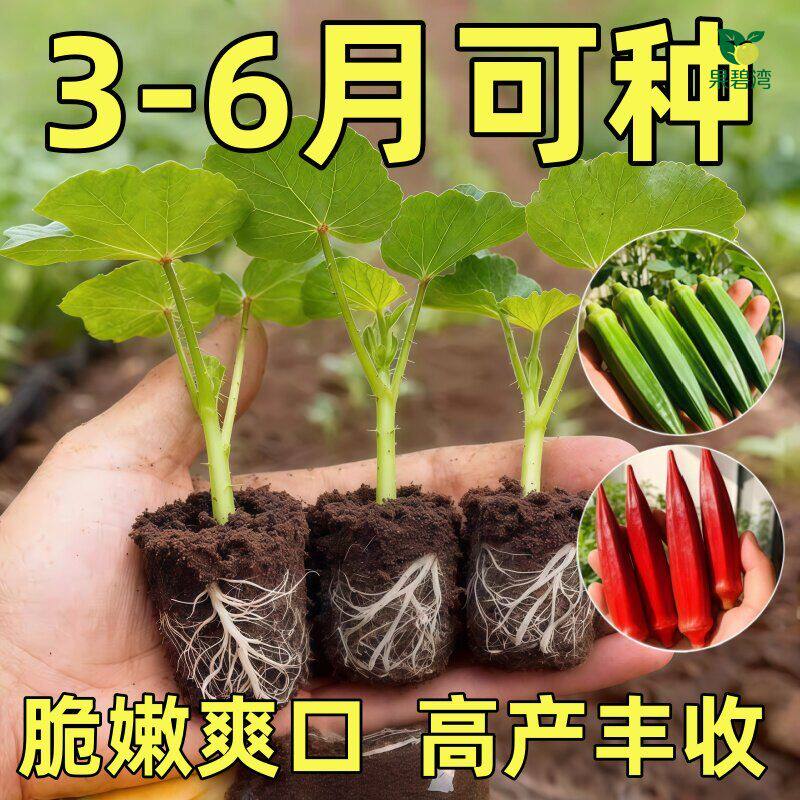 秋葵秧苗新鲜蔬菜水果现摘羊角拔丝秋葵菜苗当季种苗四季各种