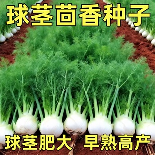 球茎茴香种子割茬小茴香种籽结球阳台庭院四季播春秋冬季盆栽蔬菜