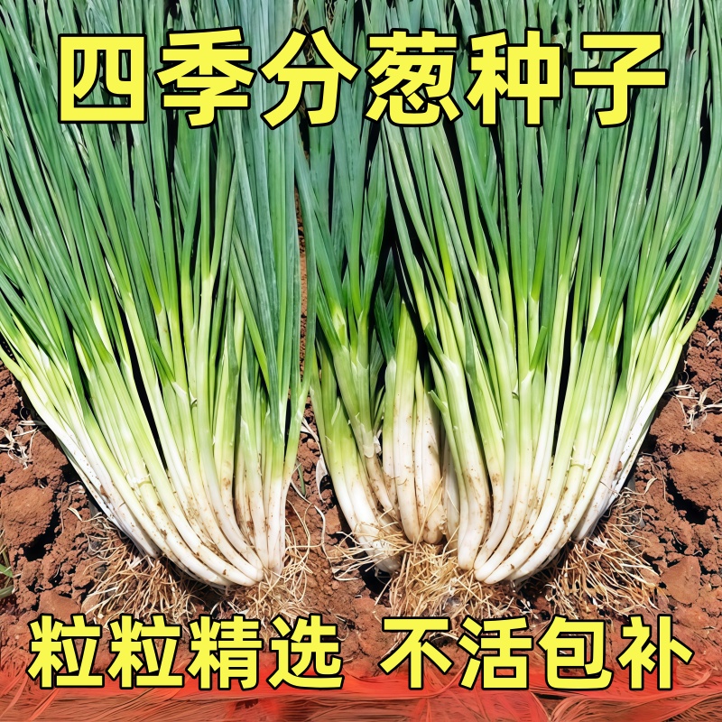 分多多四季小香葱种子分葱种籽秋季高产家庭阳台盆栽老品种蔬菜籽
