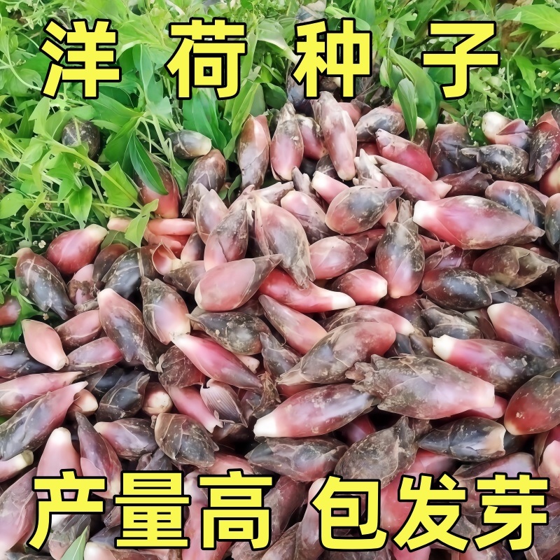 食用洋荷芽种子阳菏四季蔬菜洋荷笋洋霍阳合洋姜荷洋河种子