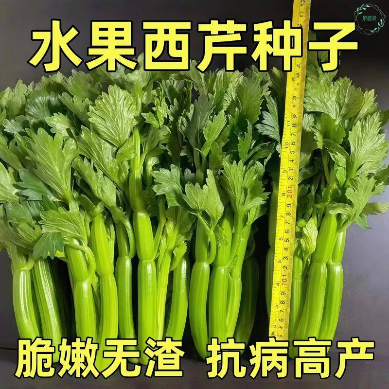 云南高原水果清芹种子生吃新鲜西芹四季阳台庭院可种秋季蔬菜种子,鲜花速递/花卉仿真/绿植园艺,种苗/半成品盆栽,淘宝优惠券,粉丝福利购,淘宝优惠卷