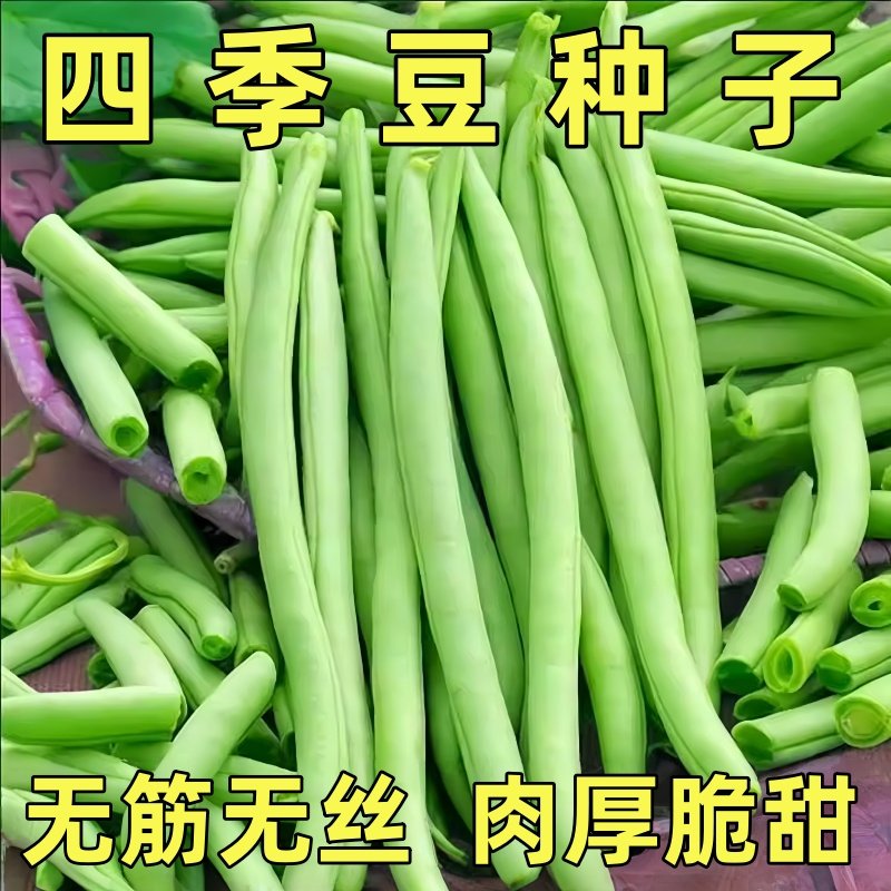 早熟免搭架地豆种子无架四季豆种子无筋无丝不搭架摘不败豆角种子