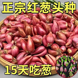 四季小香葱种头四川葱种葱种子种籽小葱葱头红葱本地火葱头种