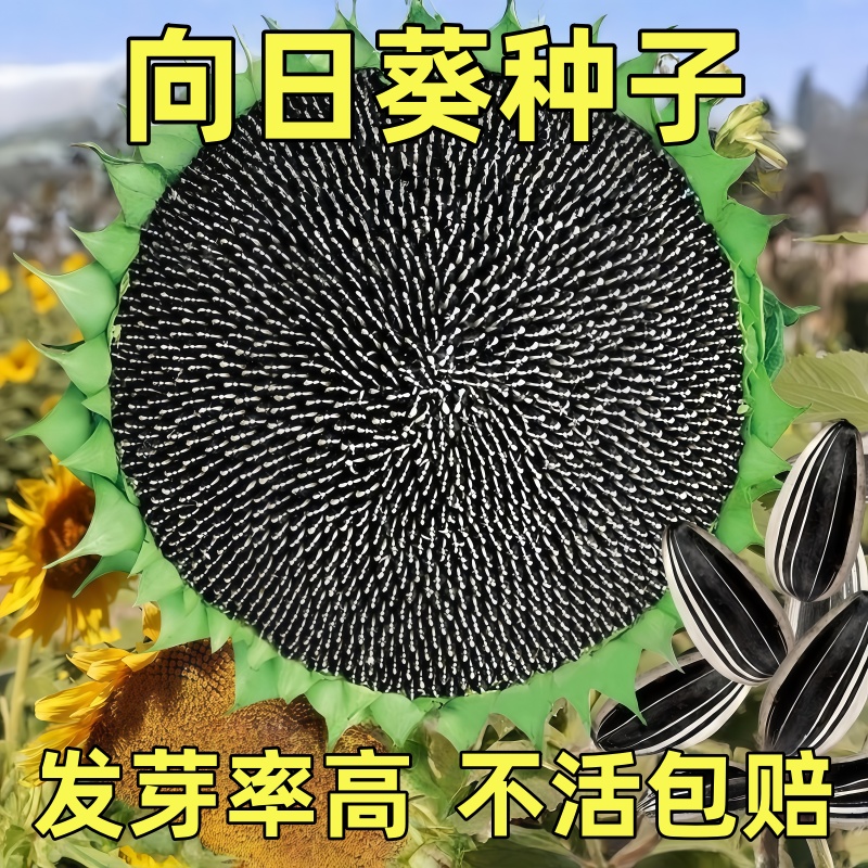 大粒食用向日葵种子 春夏四季播大瓜籽 盆栽蔬菜葵花籽高产耐旱孑