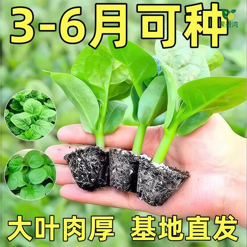 大叶木耳菜种苗高产高钙豆腐菜肉厚四季种植阳台盆栽农田蔬菜苗秧