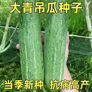 青大吊瓜种子春夏季大青瓜耐热旱黄瓜种籽菜园盆栽四季蔬菜种孑