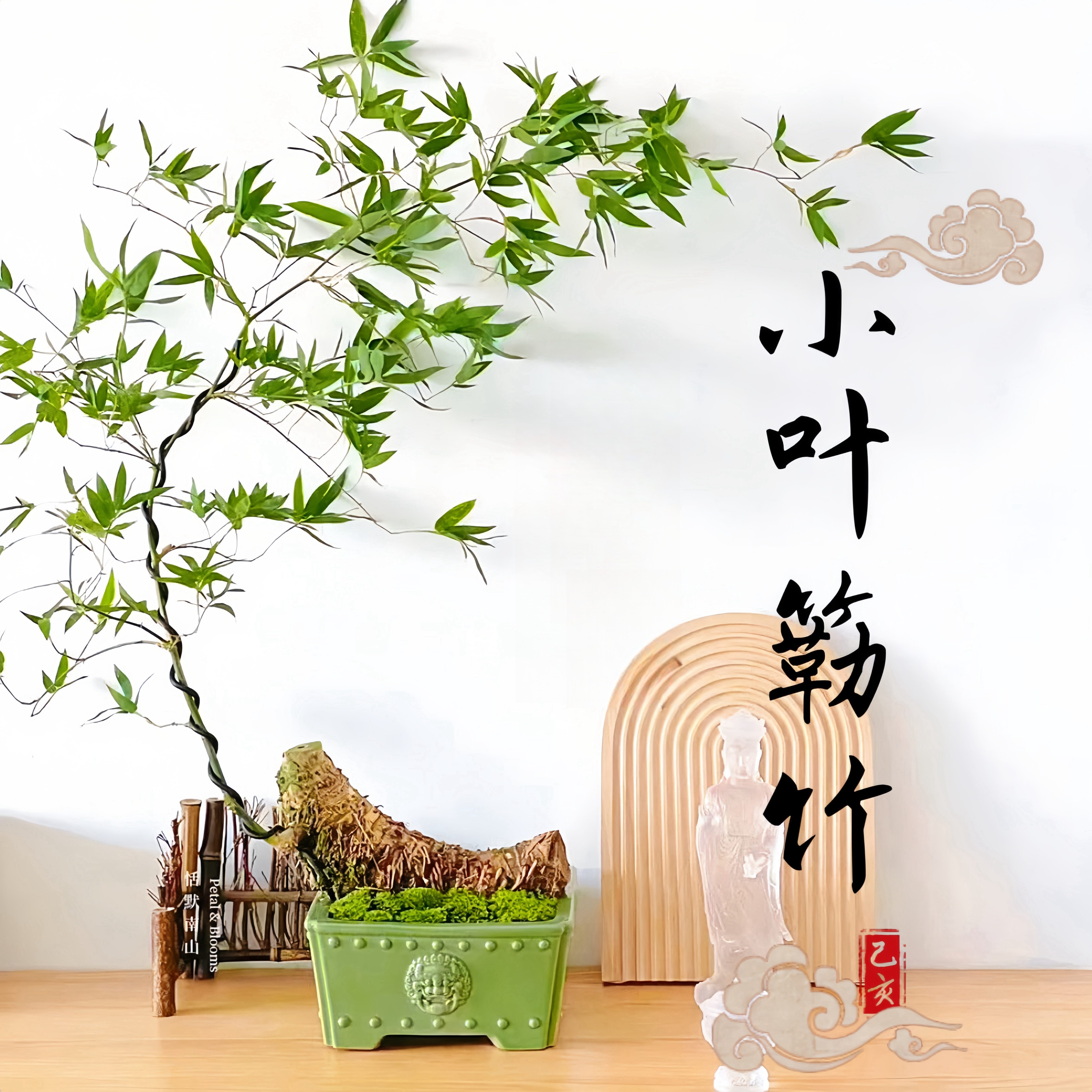 正宗网红小叶簕竹子造型快易活文人艺术桩苗四季常青室内茶室盆景