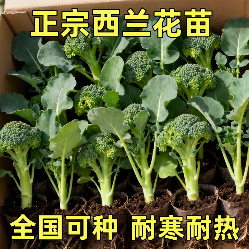 西兰花秧苗绿甘蓝苗西兰苔青花菜苗西蓝花苗秧耐寒春秋蔬菜苗带土