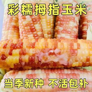 云南西双版纳本地小玉米种子新鲜花甜糯玉米种子香甜软糯高产秋播