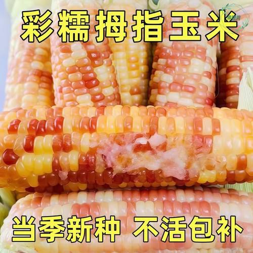 云南西双版纳本地小玉米种子新鲜花甜糯玉米种子香甜软糯高产秋播