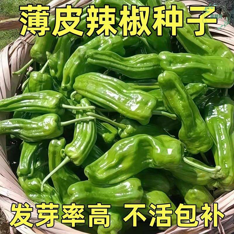 薄皮辣椒种子大果抗病高产虎皮青椒微辣皱皮泡椒春秋耐寒菜园盆栽