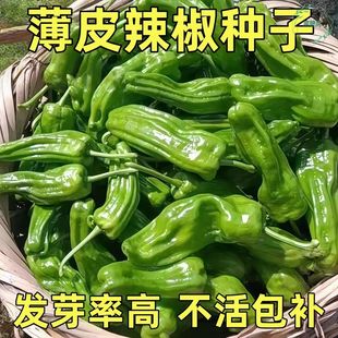薄皮辣椒种子大果抗病高产虎皮青椒微辣皱皮泡椒春秋耐寒菜园盆栽