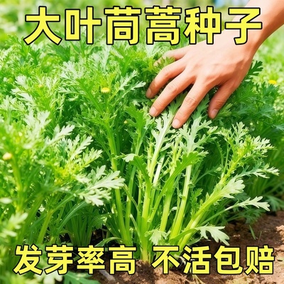茼蒿菜种子小叶菜籽皇帝菜苗高产带土秧苗中叶四季农家春播阳台