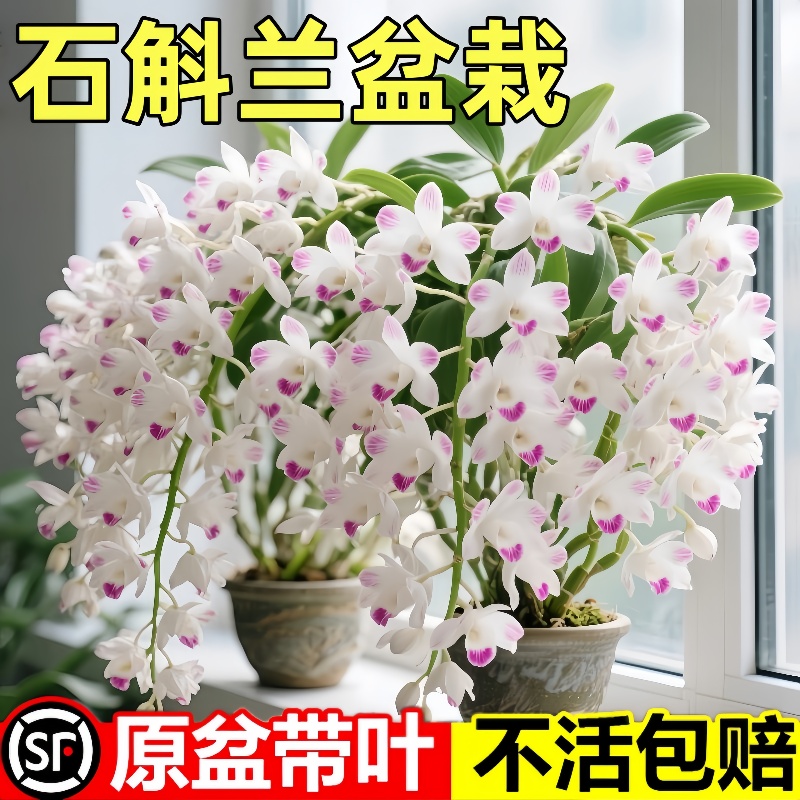 泼墨秋石斛兰盆栽带花苞梦香文心兰名贵花卉植物办公室内好养四季