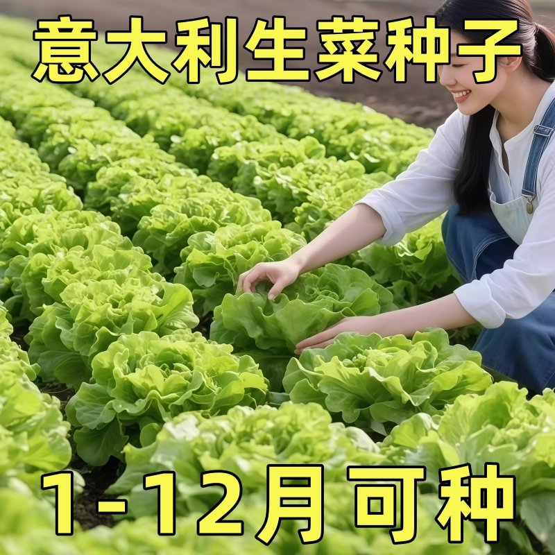 意大利生菜种子秋季耐热四季奶油生菜籽农家阳台盆栽蔬菜种子大全,鲜花速递/花卉仿真/绿植园艺,种苗/半成品盆栽,淘宝优惠券,粉丝福利购,淘宝优惠卷