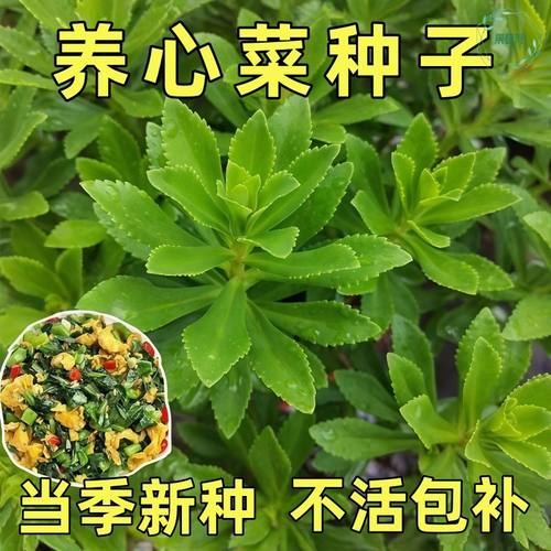 高钙菜养心菜种子救心菜种籽费菜种四季种植田园庭院盆栽蔬菜种孑