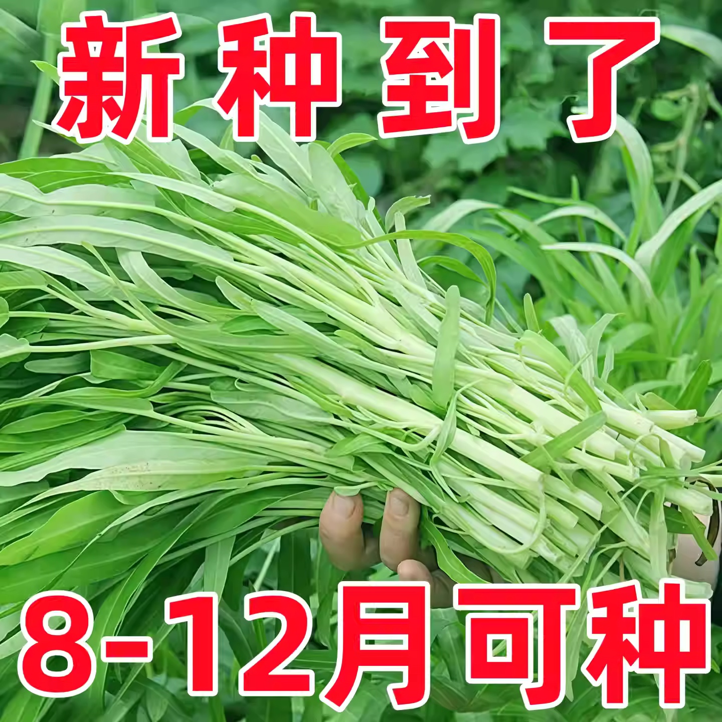 高产四季空心菜种子四季蔬菜种子柳叶空心菜籽种子速生种籽四季种