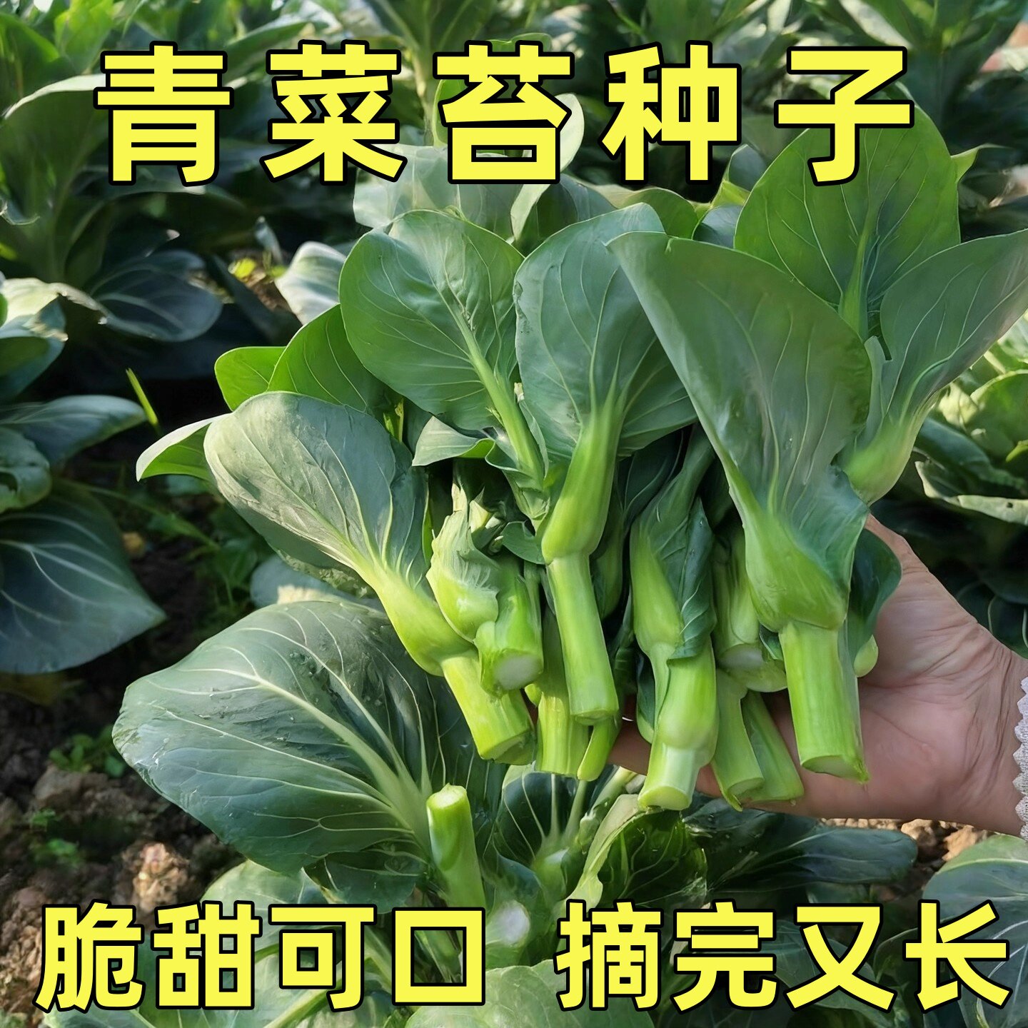 青菜苔种子苏州青矮脚青现摘霜打家庭园艺种子