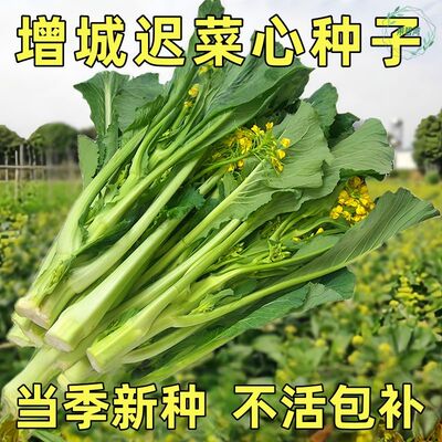 增城迟菜心种子广东菜苔好吃甜脆多笋迟花甜菜心庭院菜园蔬菜种苗