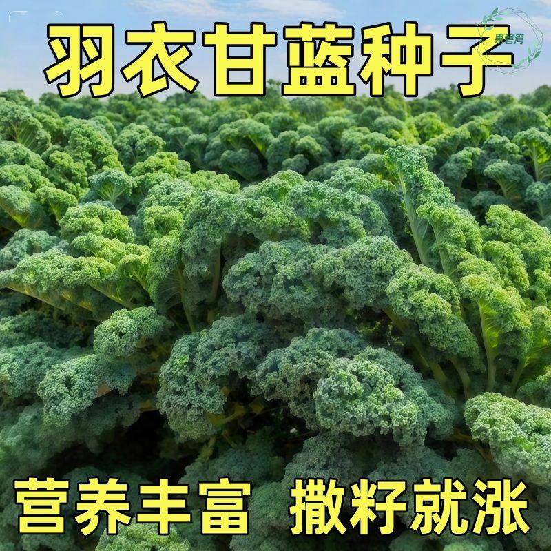羽衣甘蓝菜籽种子紫色蔬菜种籽四季食用耐寒盆栽阳台羽衣甘蓝种孑,鲜花速递/花卉仿真/绿植园艺,种苗/半成品盆栽,淘宝优惠券,粉丝福利购,淘宝优惠卷
