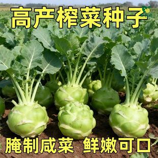 正宗四川涪陵榨菜种子大头菜榨菜头青菜头芥菜夏秋季蔬菜种子大全