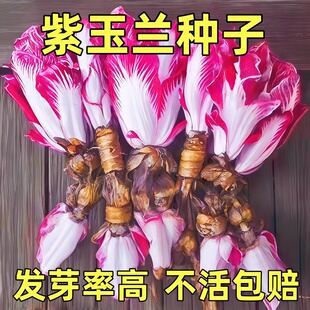 紫玉兰菜高钙红菊苣软化菊苣金玉兰菜种子四季阳台盆栽火锅蔬菜籽
