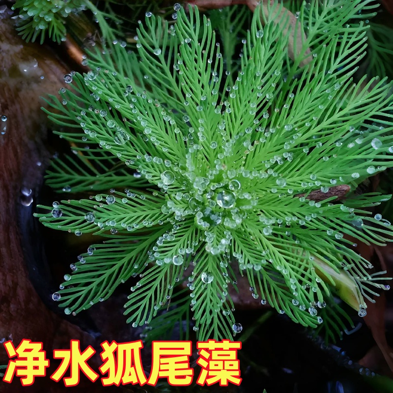 狐尾藻坨草水草鱼缸水草造景鱼草缸绿植活净水新手懒人养鱼后景
