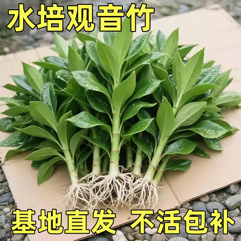 观音竹富贵竹带根水培植物花卉绿植绿萝室内盆栽转运竹水养好养