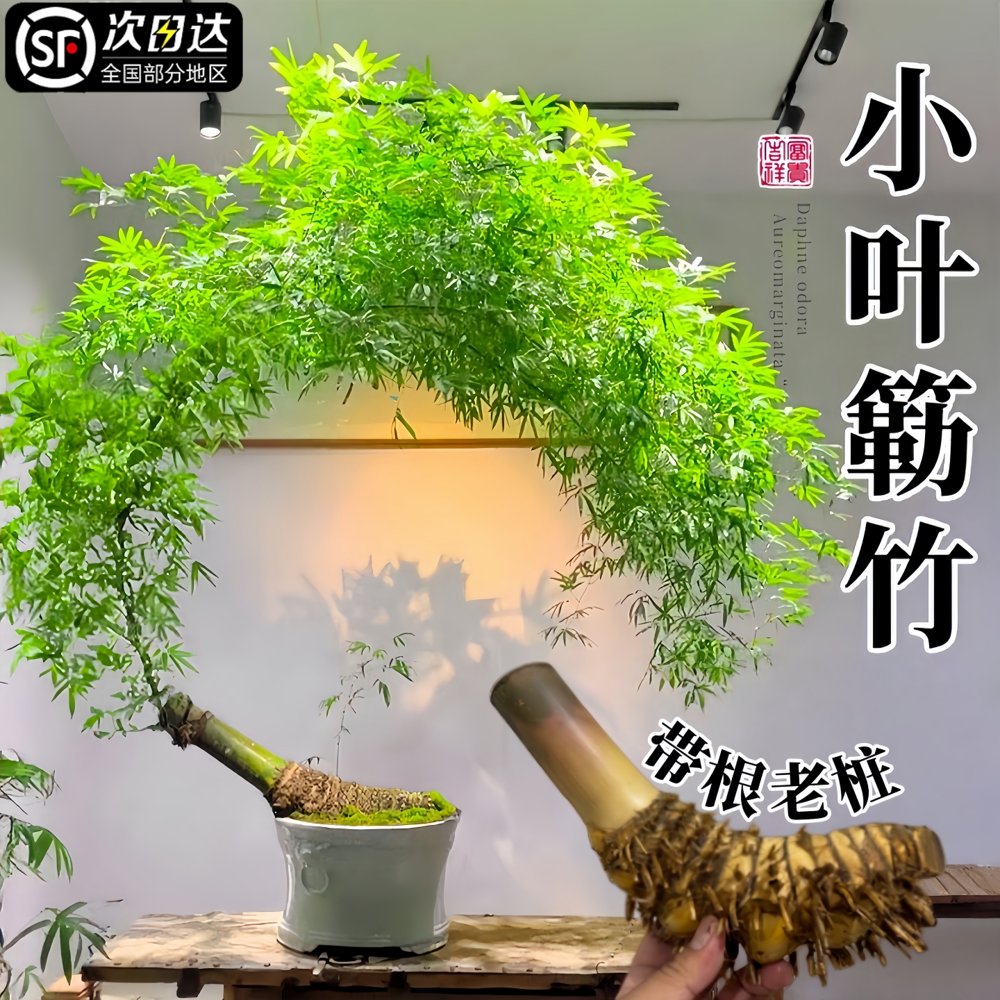 小叶勒竹簕盆栽生桩老桩室内门竹熟桩桌面庭院观音竹台懒人竹植物