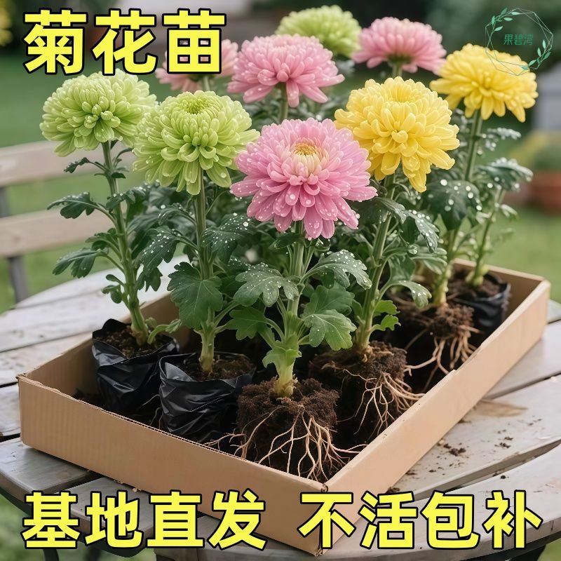 四季好养大菊花小苗高颜值正宗菊花阳台庭院绿植客厅花卉盆栽