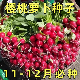 樱桃萝卜新鲜水果萝卜生吃即食蔬菜沙拉四季新鲜水果小红萝卜种子