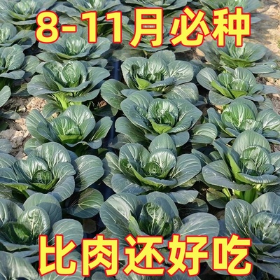 正宗黑大头苏州青矮脚青梗菜四季耐冬耐热小青菜大叶黑油青菜蔬菜