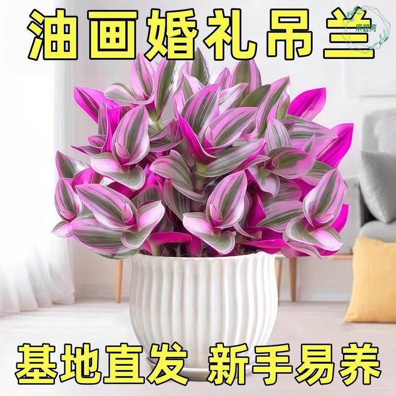 油画婚礼吊兰大苗盆栽进口垂吊爆盆紫露兰好养活绿植室内多肉植物,鲜花速递/花卉仿真/绿植园艺,红掌/凤梨/温室花卉,淘宝优惠券,粉丝福利购,淘宝优惠卷